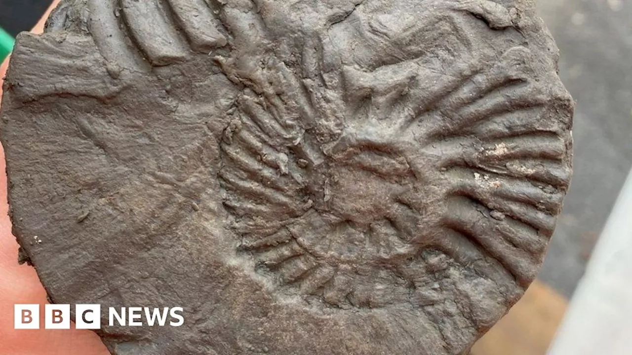 Fossil 'treasure trove' found at Isle of Wight landslip site