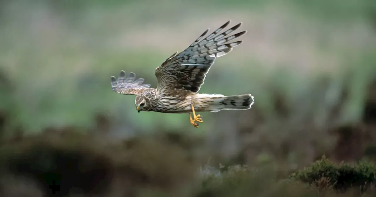 Report reveals scale of birds of prey kills in Northern Ireland