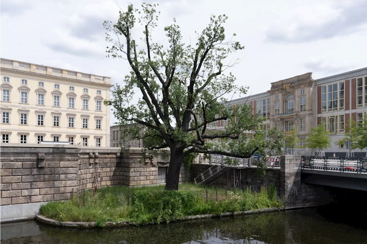 Eine Berliner Überlebende: Die Eiche am Schloss – und was sie alles über unsere Stadt weiß