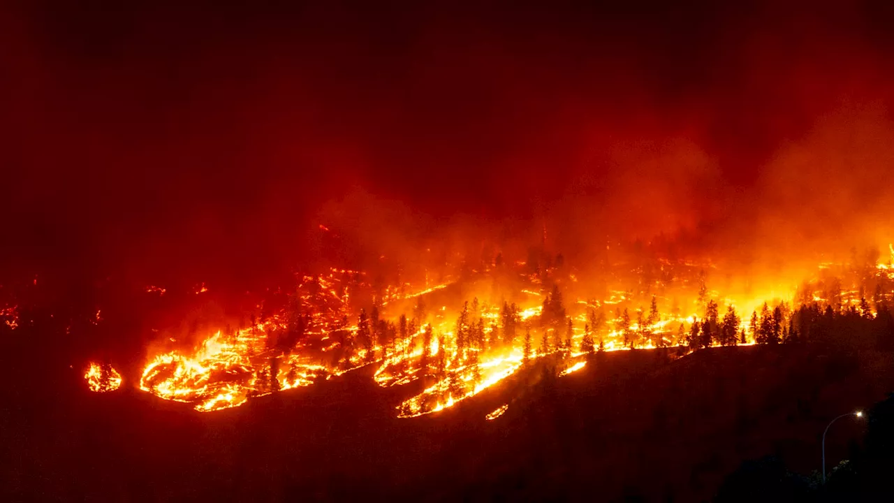 Climat: les forêts n'ont presque pas absorbé nos émissions de CO2 en 2023