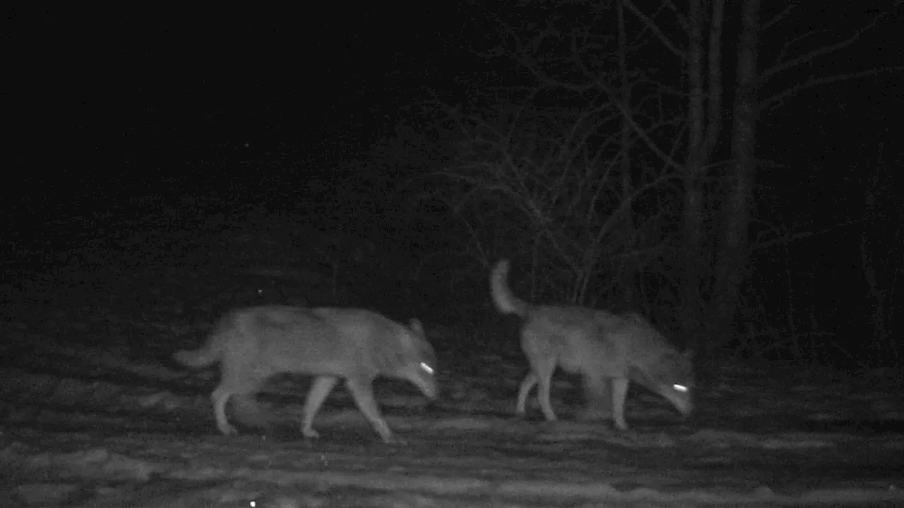 Gironde: un loup aperçu dans la région, une première après un siècle d'absence