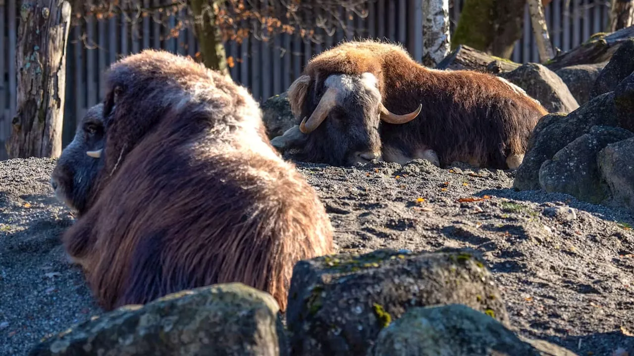 Zoo trauert um Moschus-Dame: Warum musste Maike sterben?