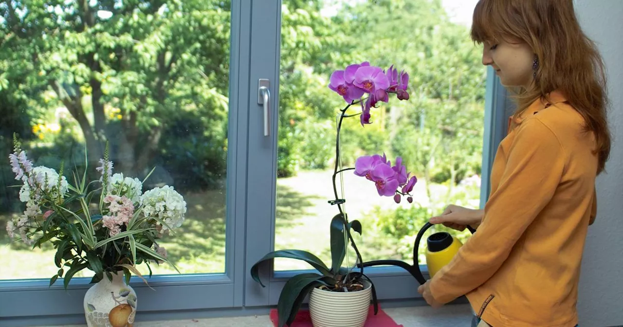 Dieses Hausmittel aus der Küche lässt Orchideen gut wachsen