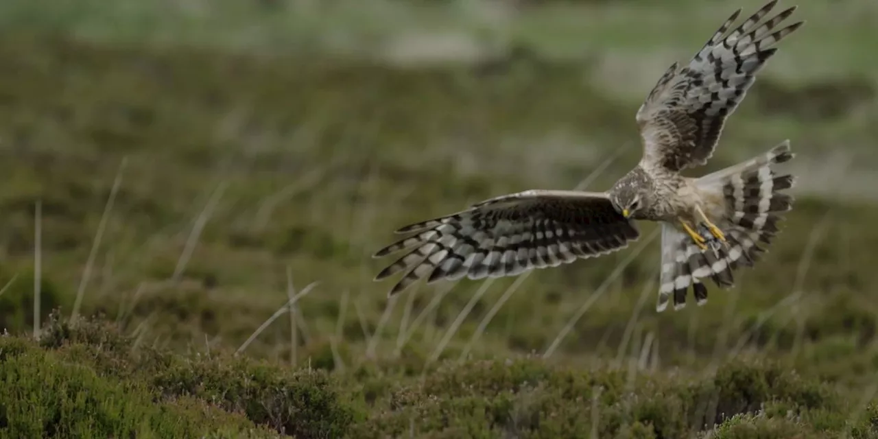 Exclusive: Secret filming reveals the killing of rare Hen Harriers on grouse moors