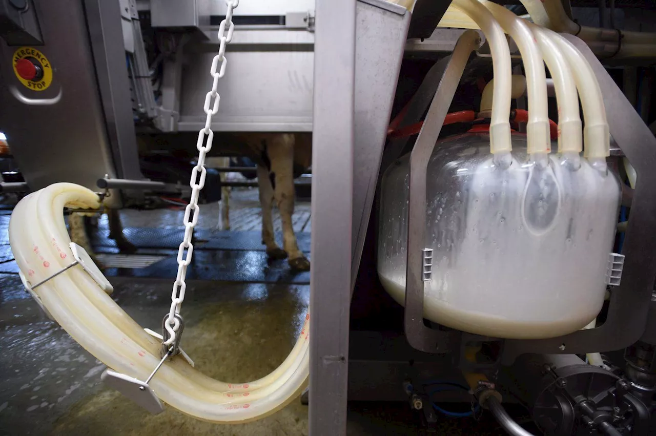 Judge doesn’t swallow B.C. ‘cow share’ operator’s raw milk case in decades-long fight