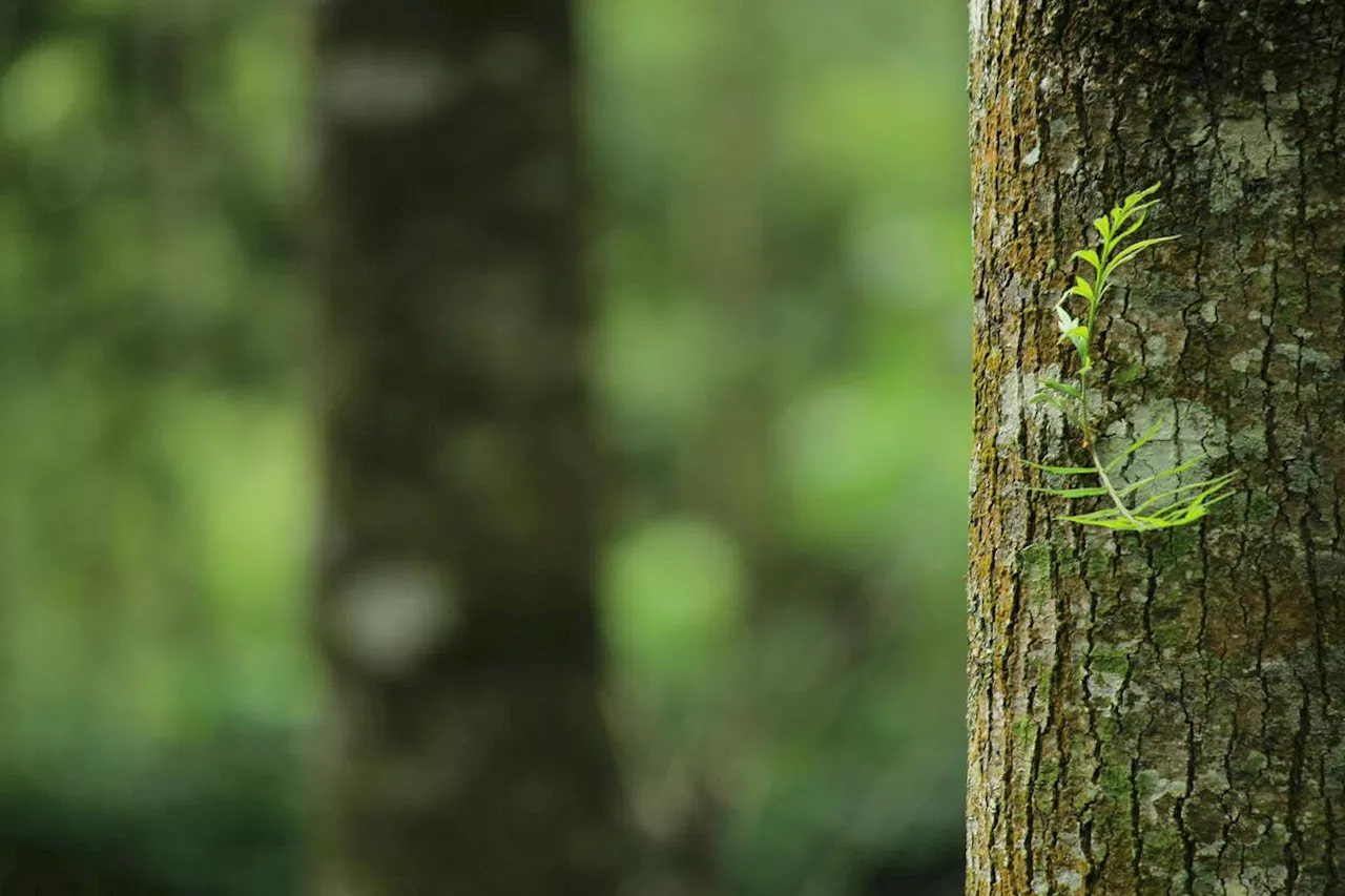 Sarthe : il abat un arbre qui coûte la vie à un membre de sa famille