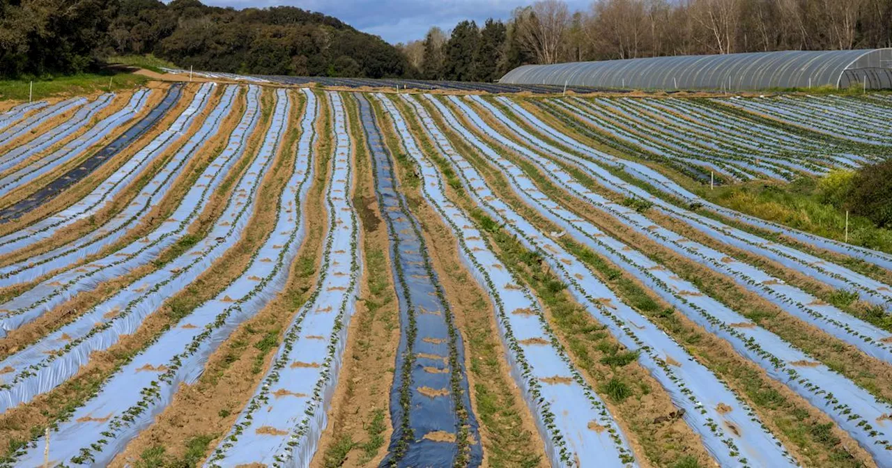 Comment éviter que les microplastiques qui polluent les sols se retrouvent dans nos assiettes ?