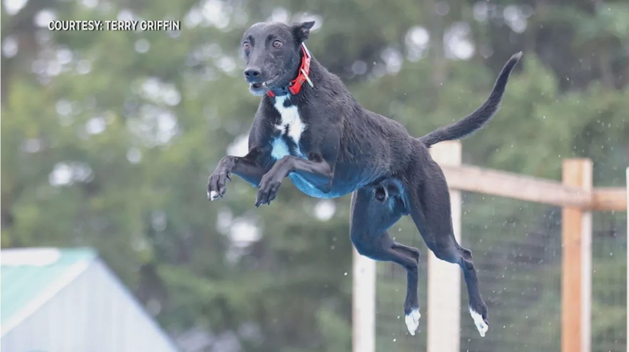 Calgary therapy dogs dive in national competition