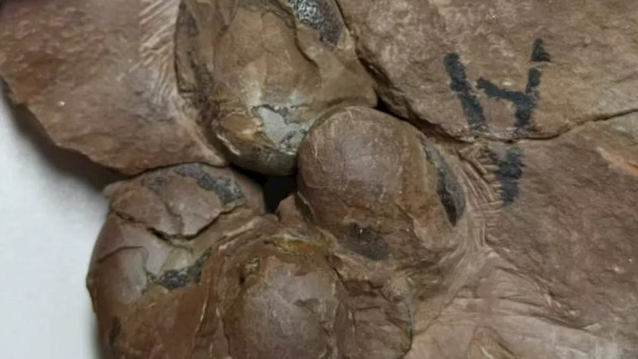 Scientists discover 80million-year-old 'fully intact' dinosaur eggs from previously-unknown species