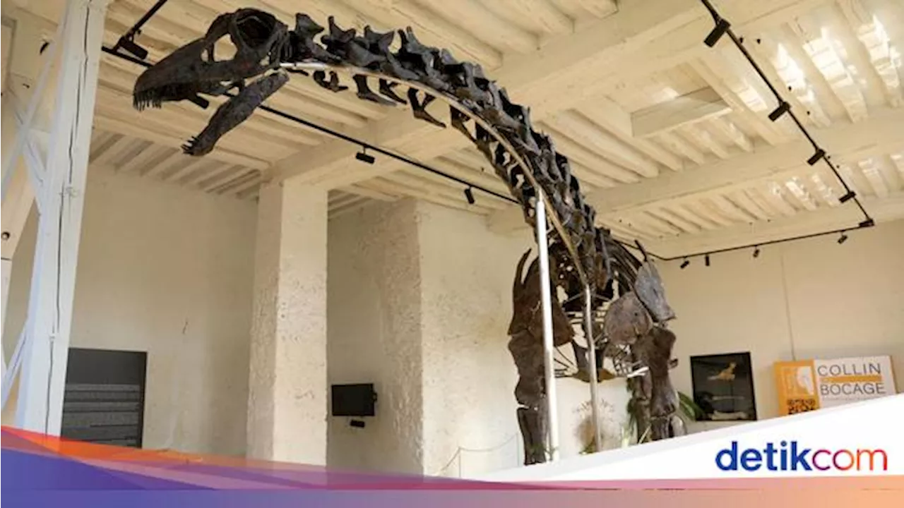 Fosil Dinosaurus Raksasa Berusia 145 Juta Tahun Bakal Dilelang, Ini Potretnya