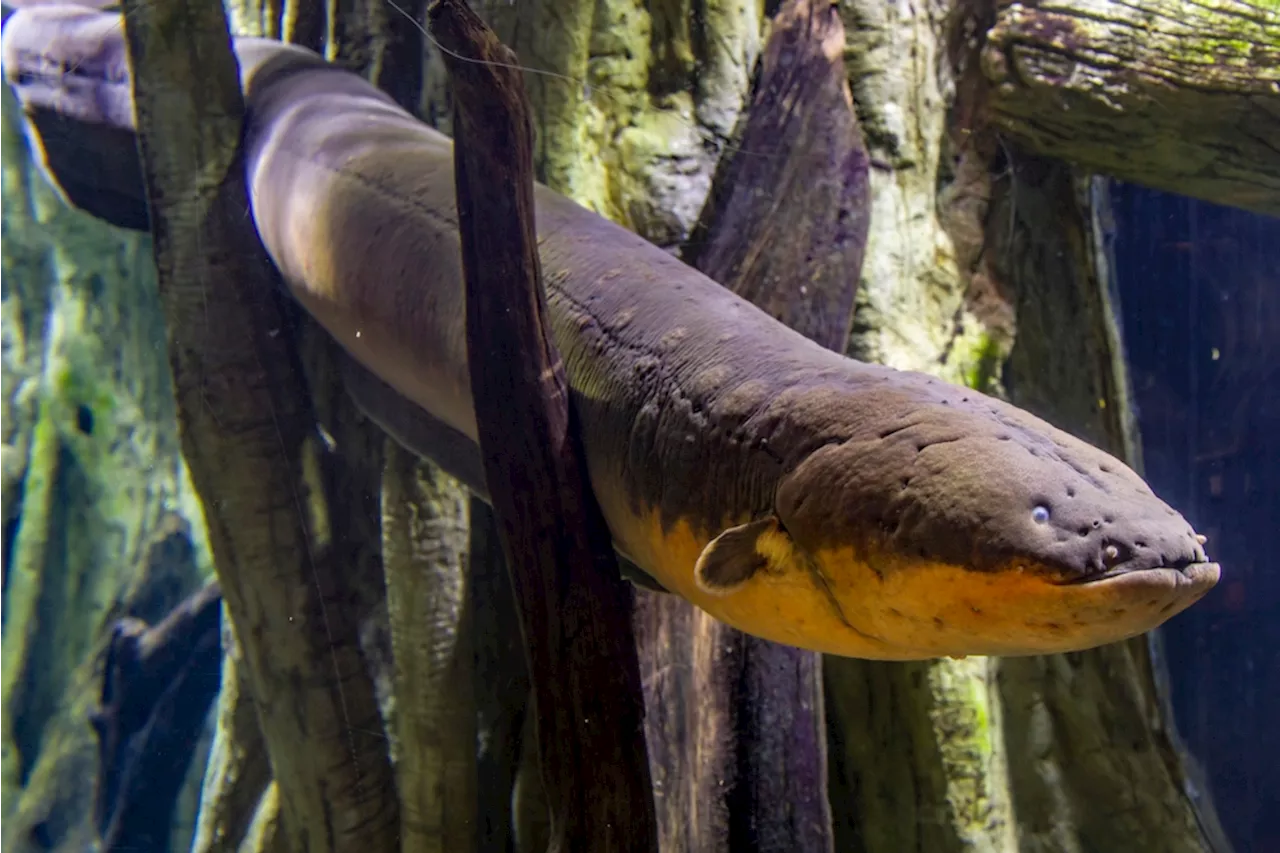 Yes, Electric Eels Really Are Electric, and Capable of Producing 800 Volts of Electricity