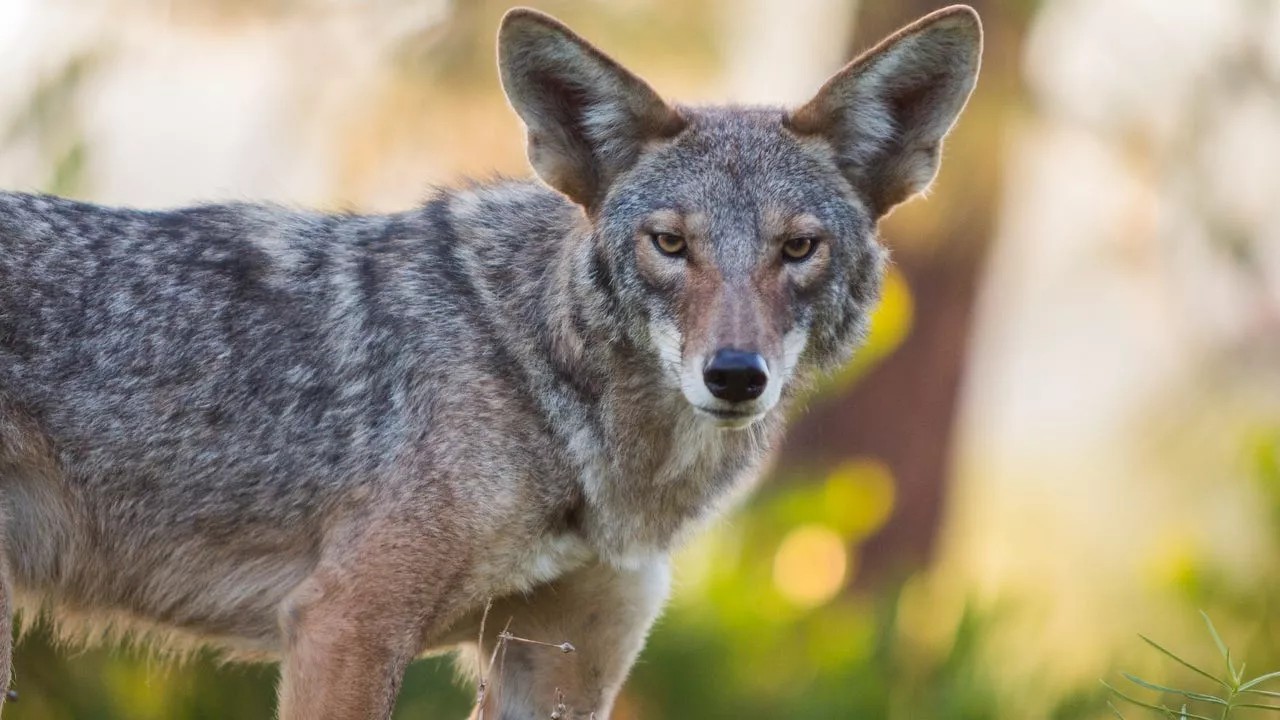 Coyote bites Seattle woman trying to free her dog from its mouth