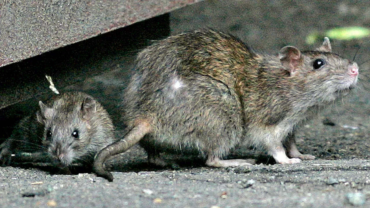 Chicago Named Rattiest City For 10th Year In A Row - Il | Us News