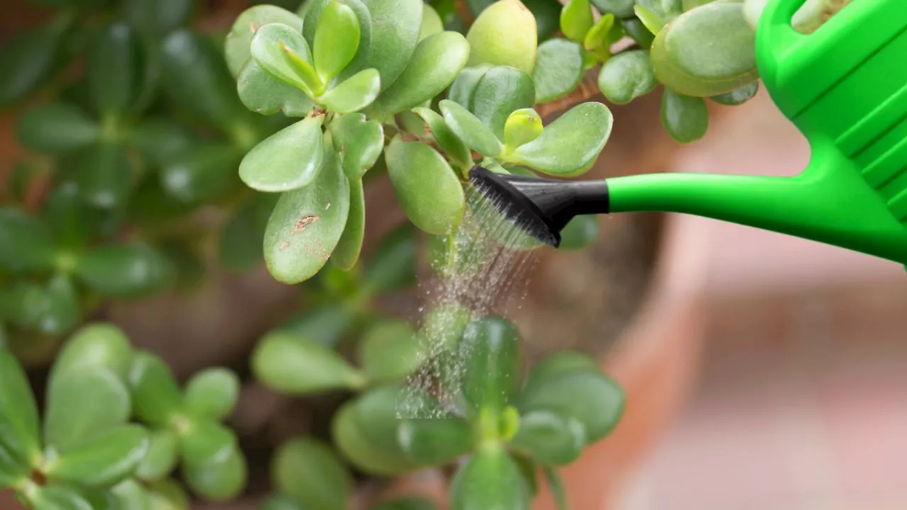 Cada cuánto tiempo se riega el Árbol de Jade en México