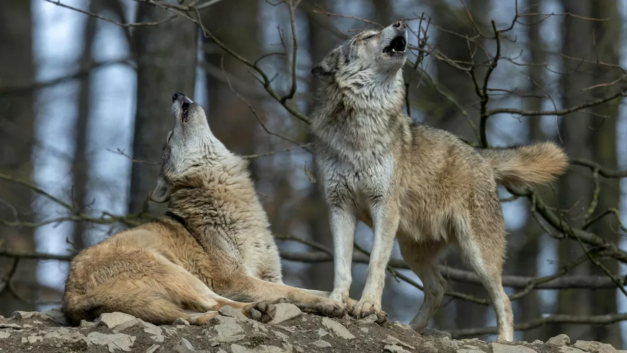 NÖ-Verordnung verschärft - Wölfe können jetzt leichter geschossen werden