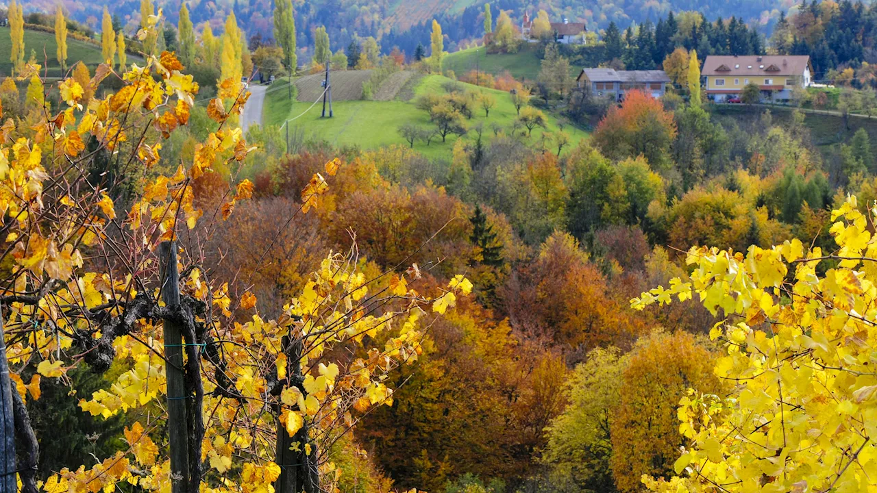 Seltsamer 'Anstrich' für Natur - Klimakrise verändert die goldenen Farben des Herbstes