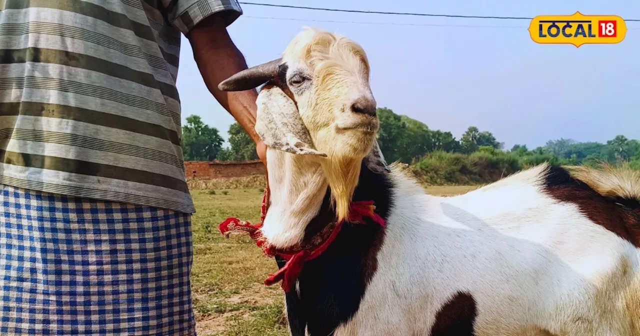 किसान की बदली किस्मत! बकरी की इस खास नस्ल का करें पालन, कम निवेश में होगी तगड़ी कमाई