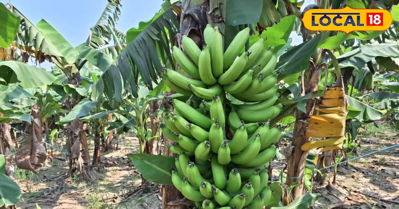 Banana farming: किसान ने 3 बीघा में लगाया केला, 12 माह में फसल तैयार; 60 हजार की लागत और कमाई 4 लाख