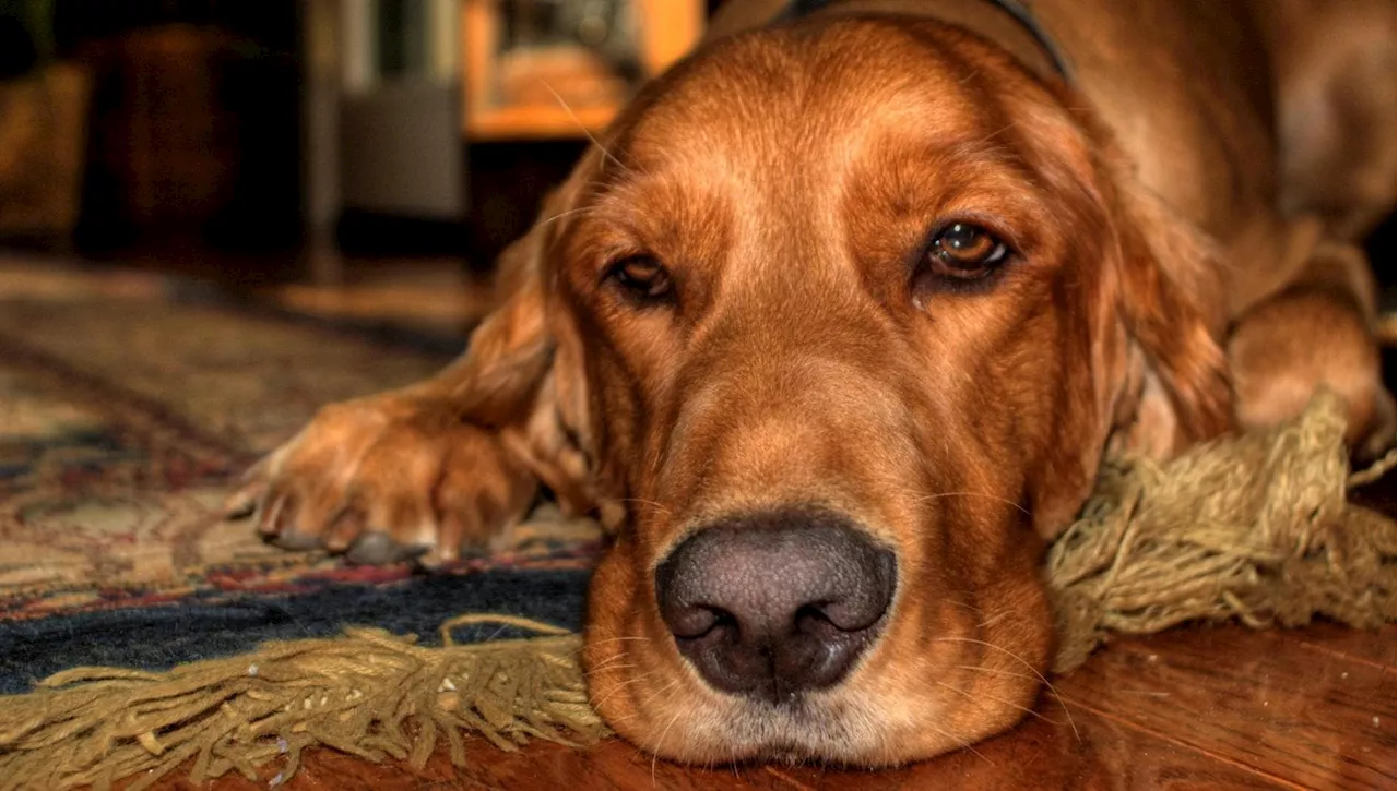 Il nostro stress si “trasmette” anche ai cani?