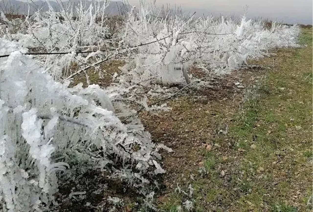 آمادگی باغات کرمانشاه در برابر سرمازدگی پاییز با مدیریت آبیاری