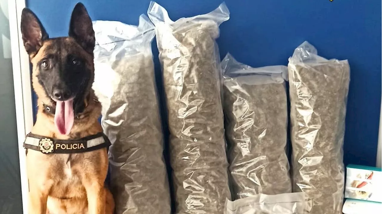 Un perro policía detecta un alijo de marihuana en un autobús en Alicante
