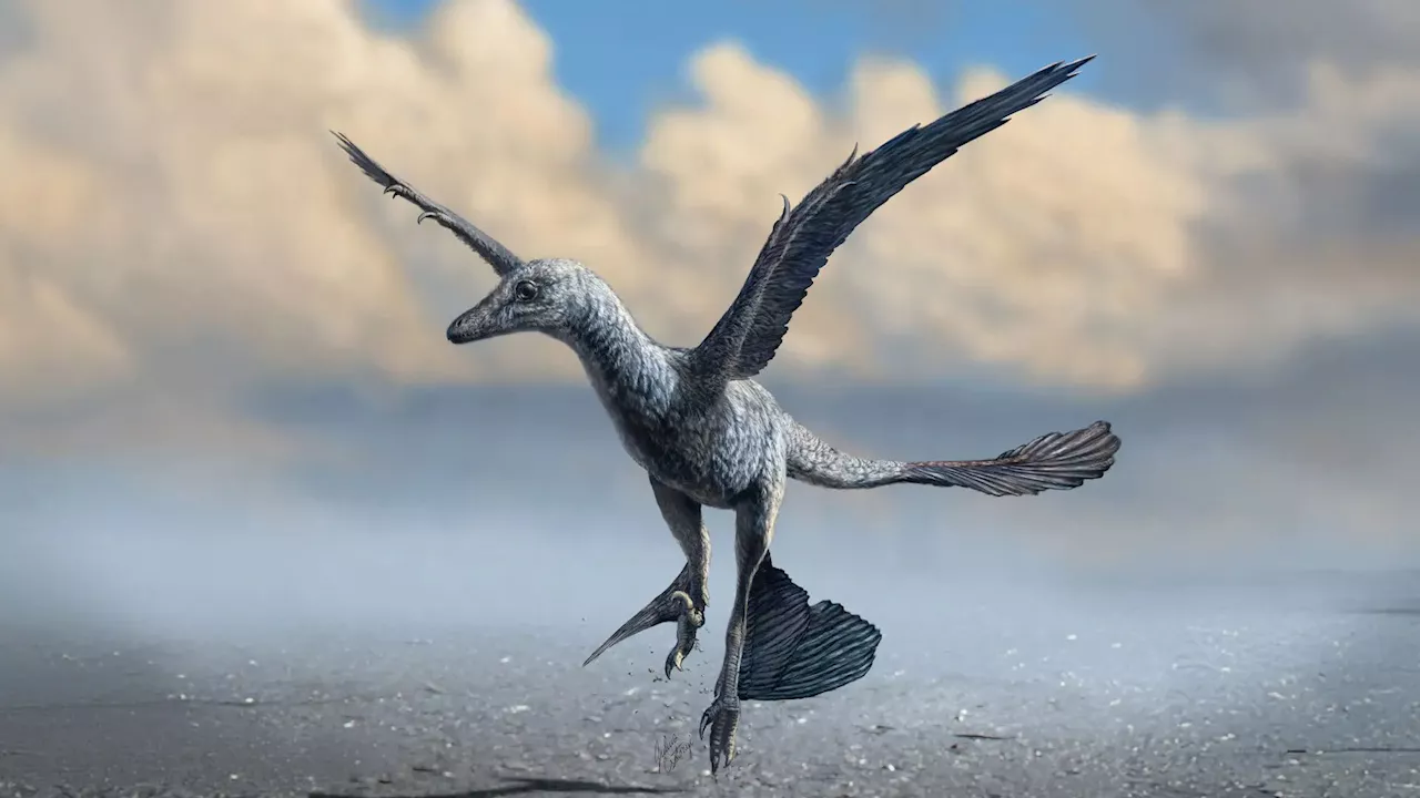 106-million-year-old footprints reveal dinosaurs used wings to run faster, not fly