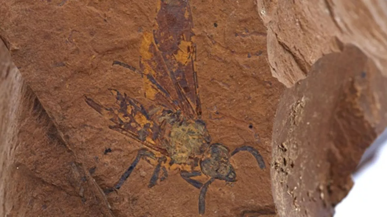 First-ever evidence of 16-million-year-old extinct sawfly species discovered