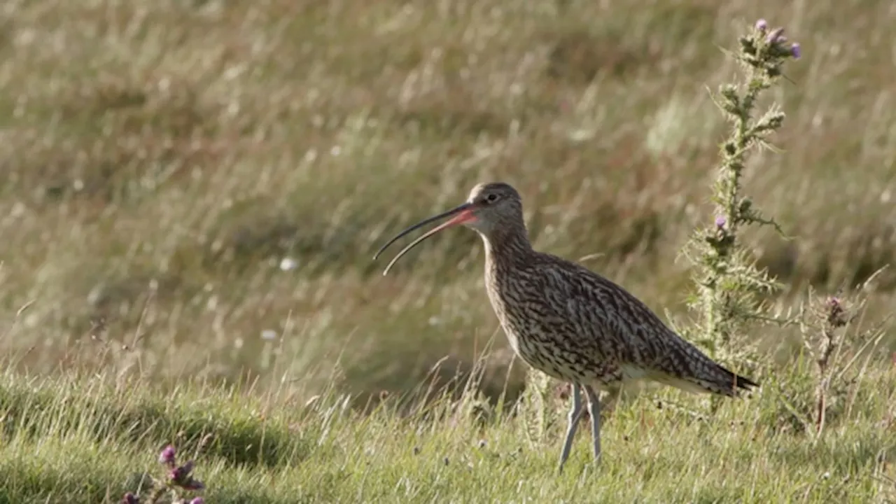 L’Irlanda ha un grande problema con gli uccelli selvatici