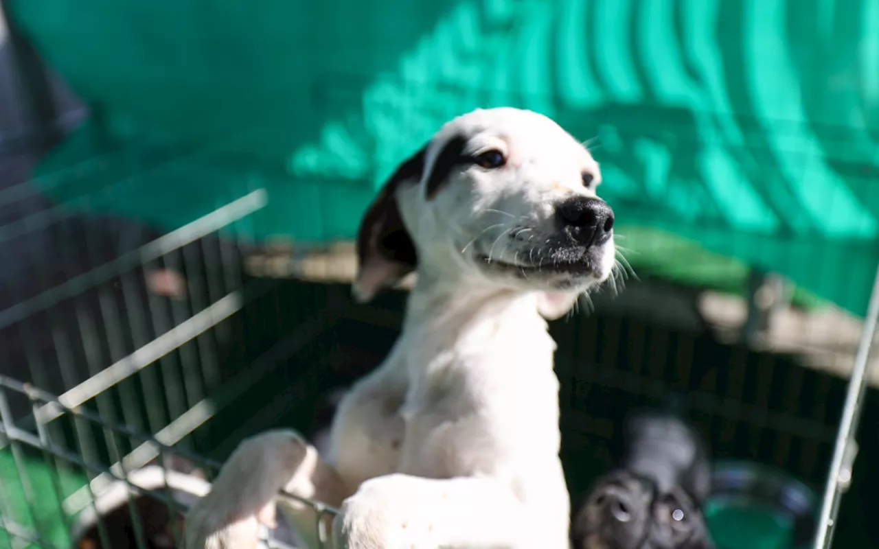 Outubro Rosa Pet: Prefeitura de Saquarema realiza campanha para cães e gatos