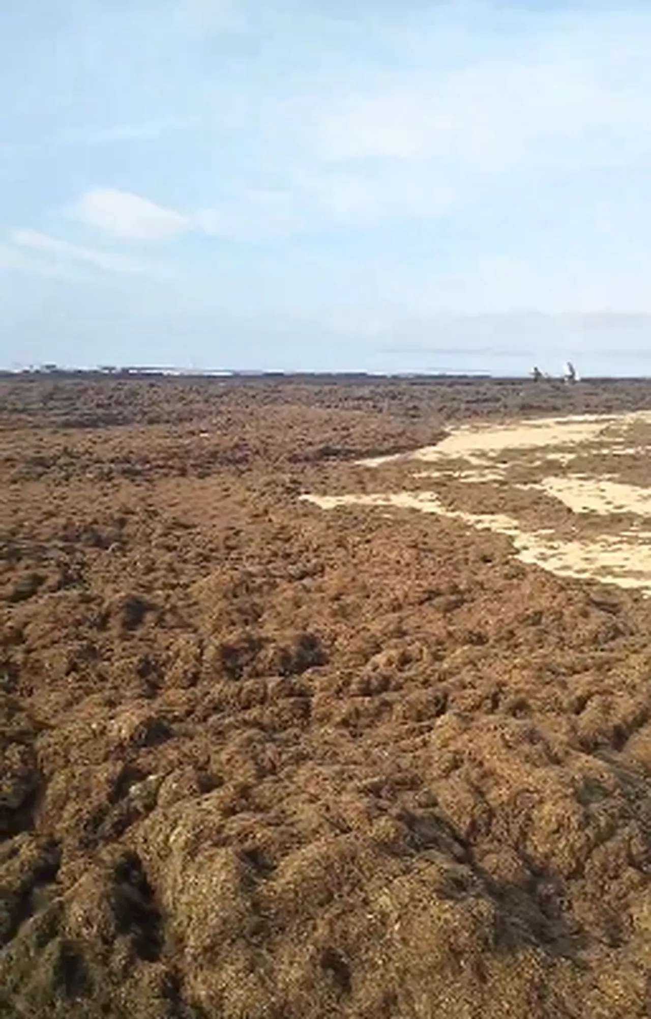 Algas gigantes vindas do Japão, Coreia e Austrália invadem praias de Portugal; entenda