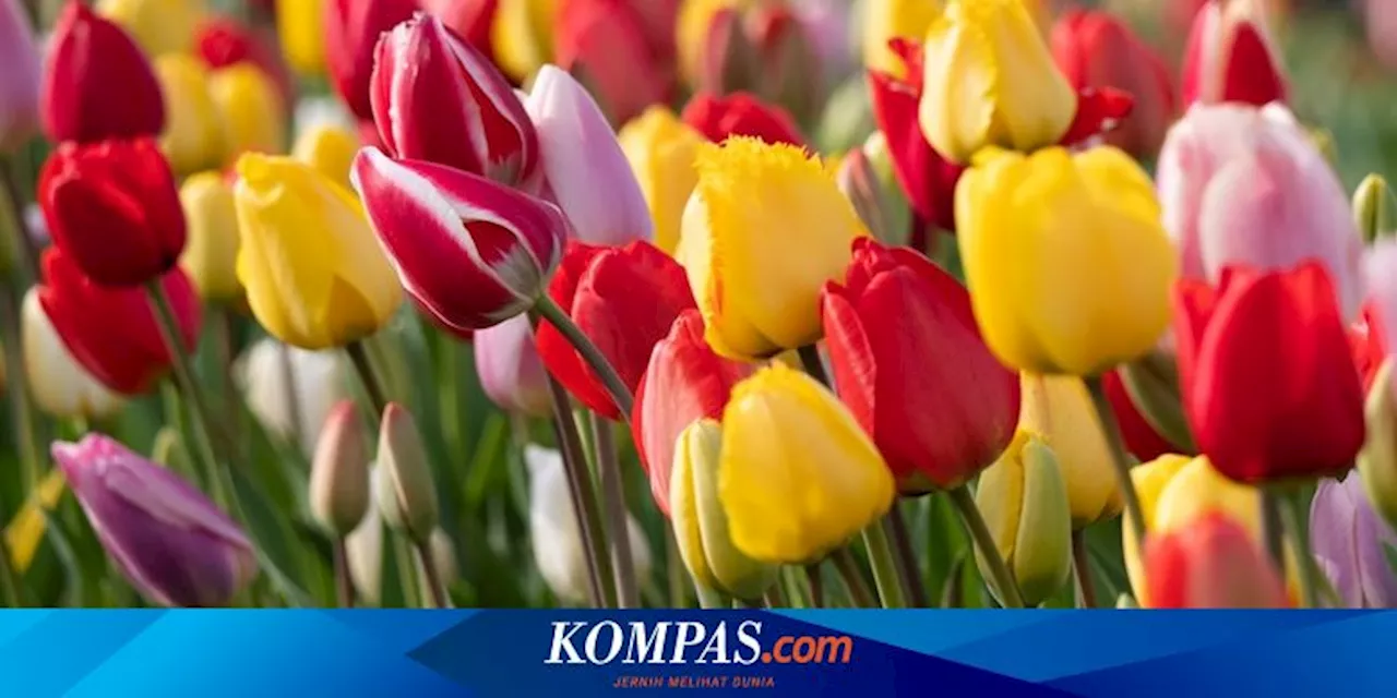 Cara Menanam Bunga Tulip di Rumah dan Merawatnya