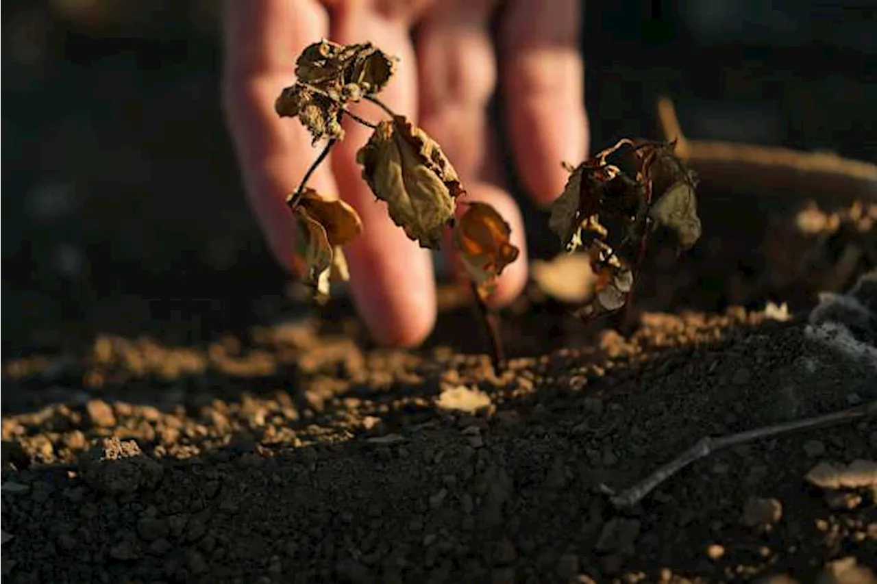 How dry weather in Houston area is impacting area farms