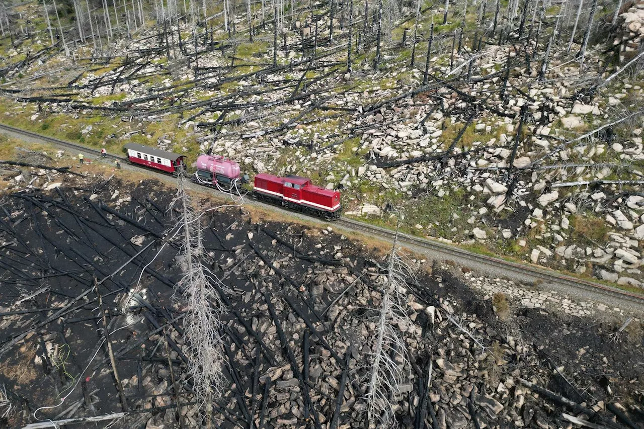 Les forêts allemandes ne captent plus de CO2, pire elles en émettent