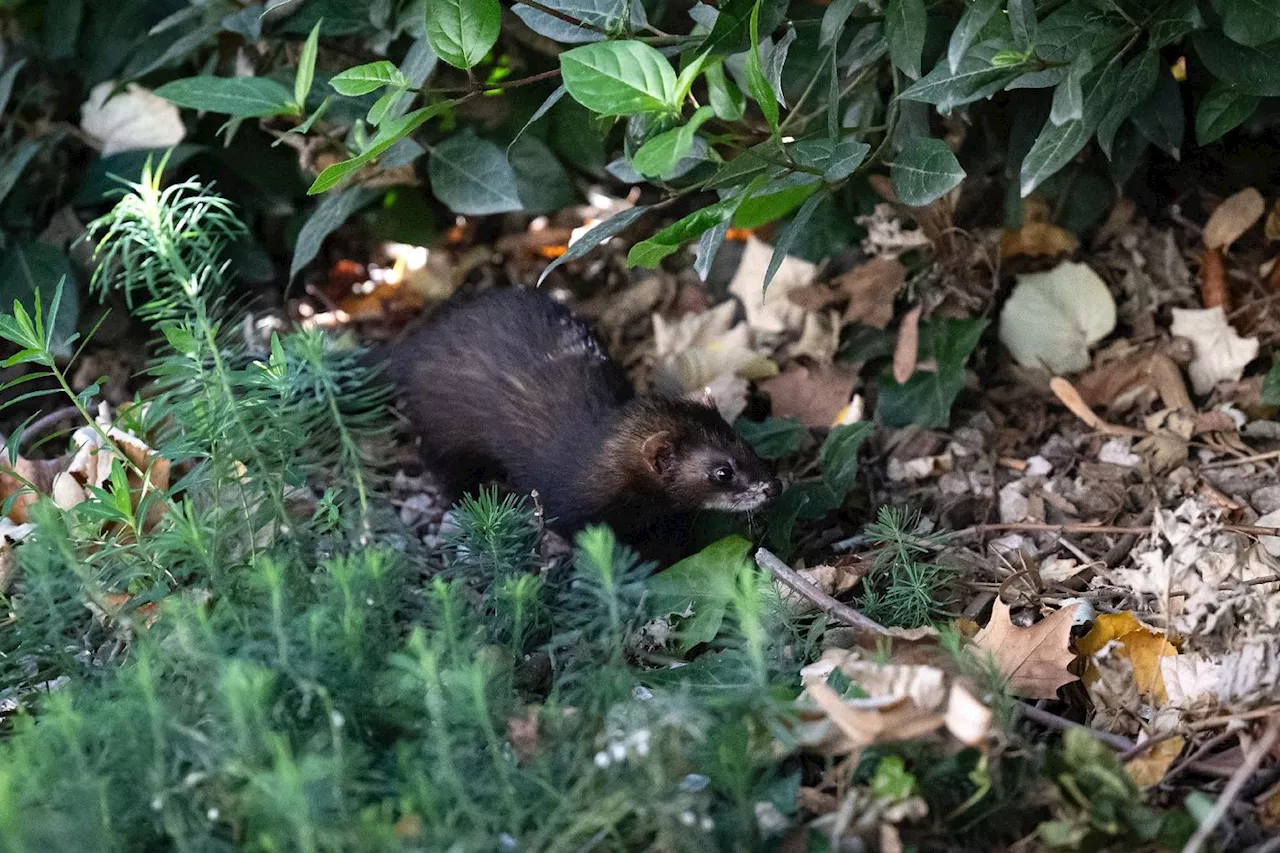 Marseille renouvelle son partenariat avec les furets pour chasser les rats