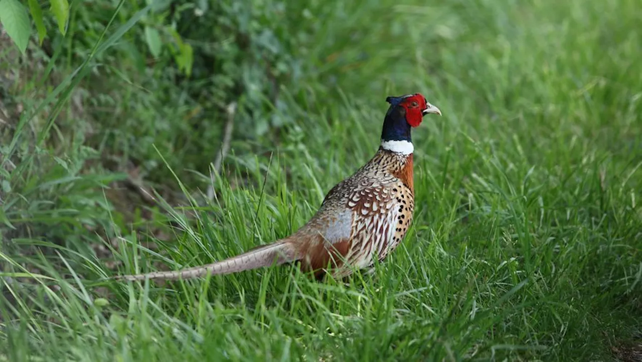 Une association de protection animale porte plainte contre un élevage de gibier du Lot-et-Garonne