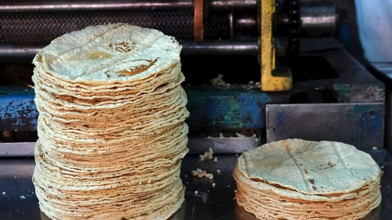 Precio de la tortilla en México ¿En cuánto quedaría con reducción anunciada por Gobierno de Sheinbaum?