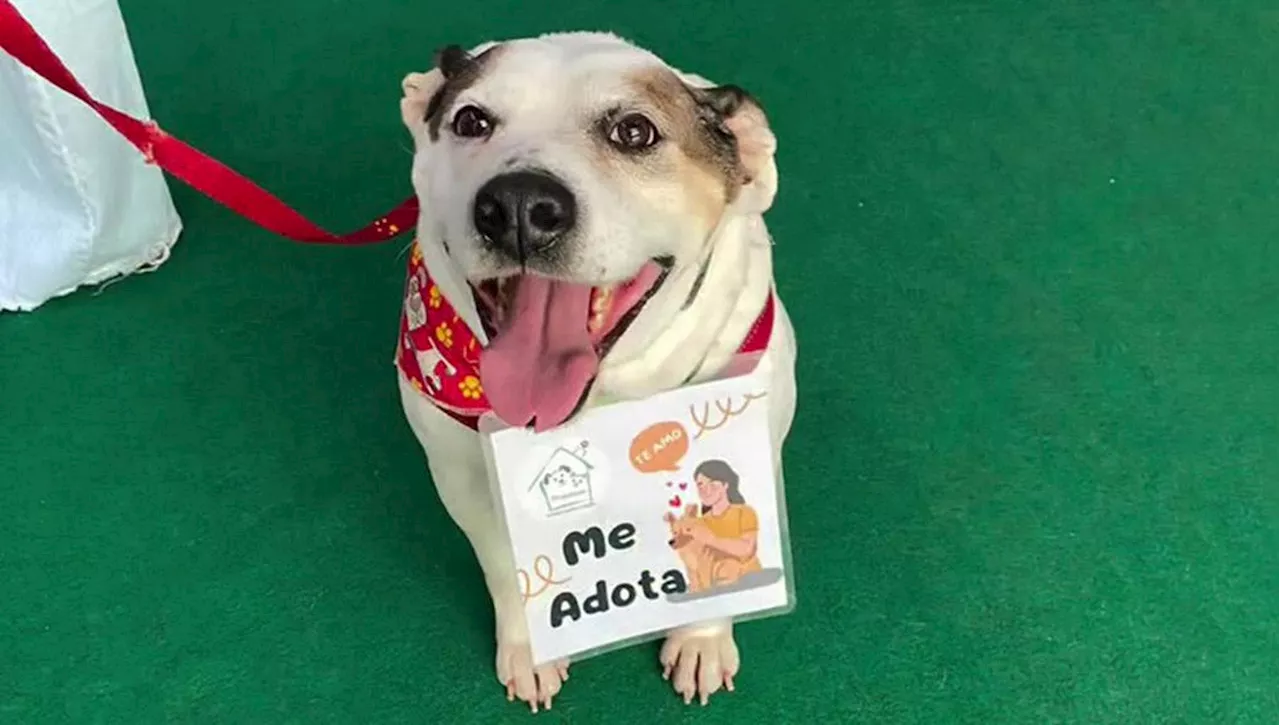 Dopo una vita trascorsa agli eventi per le adozioni, il cane Apollo riceve la notizia che aspettava