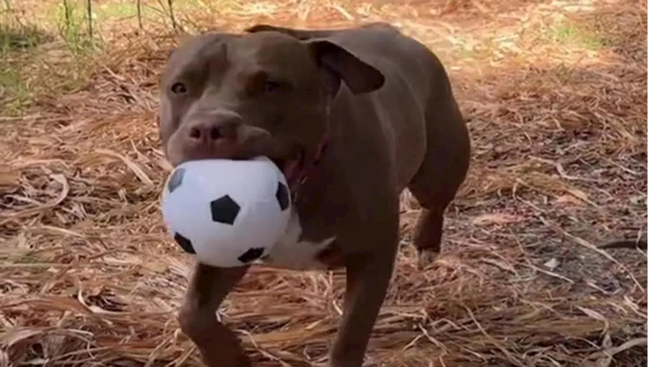 Una donna mostra il suo cane prima e dopo l’adozione: “Sono stata fortuna ad averlo incontrato”