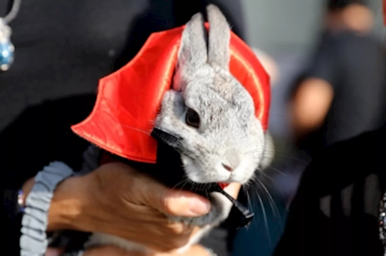 Ipoh trader accused of starving pet rabbits, one to death, faces possible three-year sentence