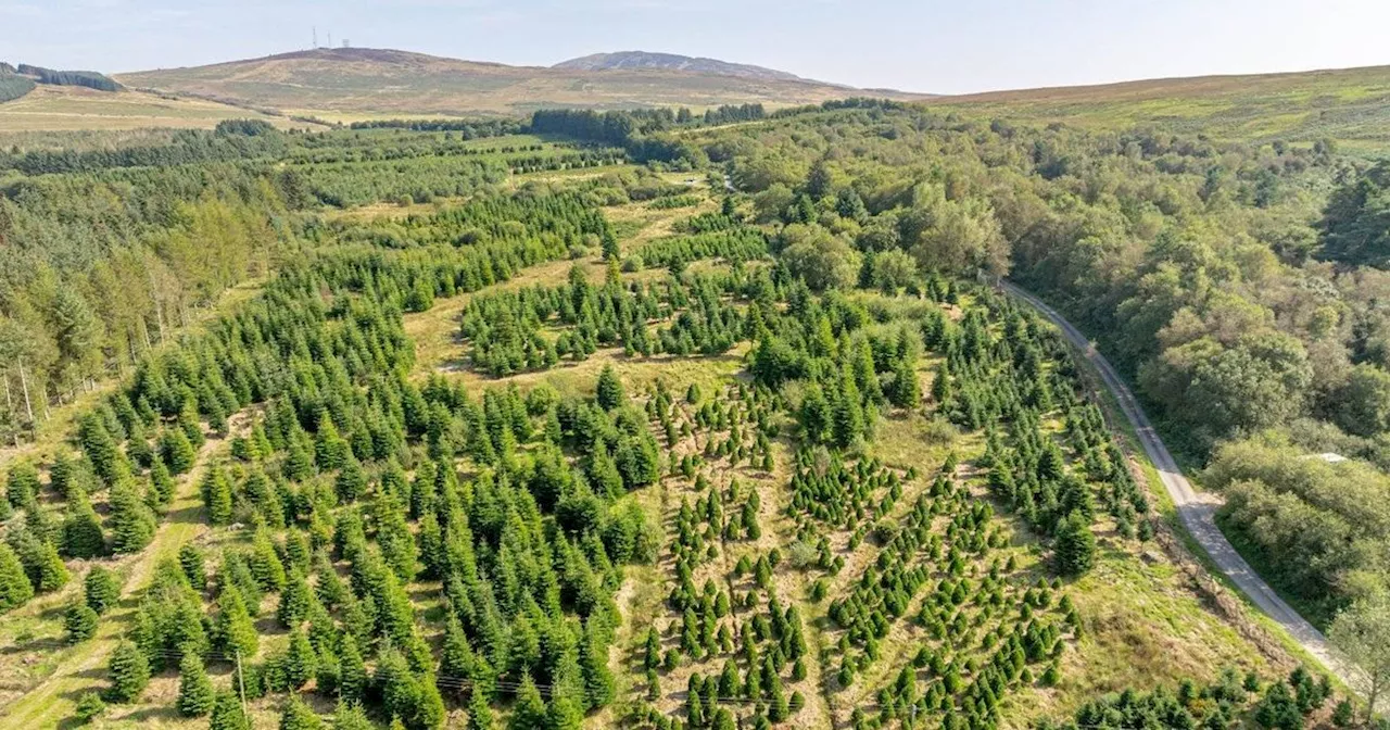 Famous Christmas tree farm used by Downing Street up for sale at £2million