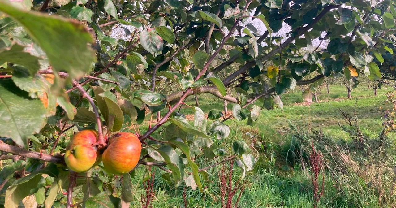 I found an autumn day out for £5 that was way better than pumpkin picking