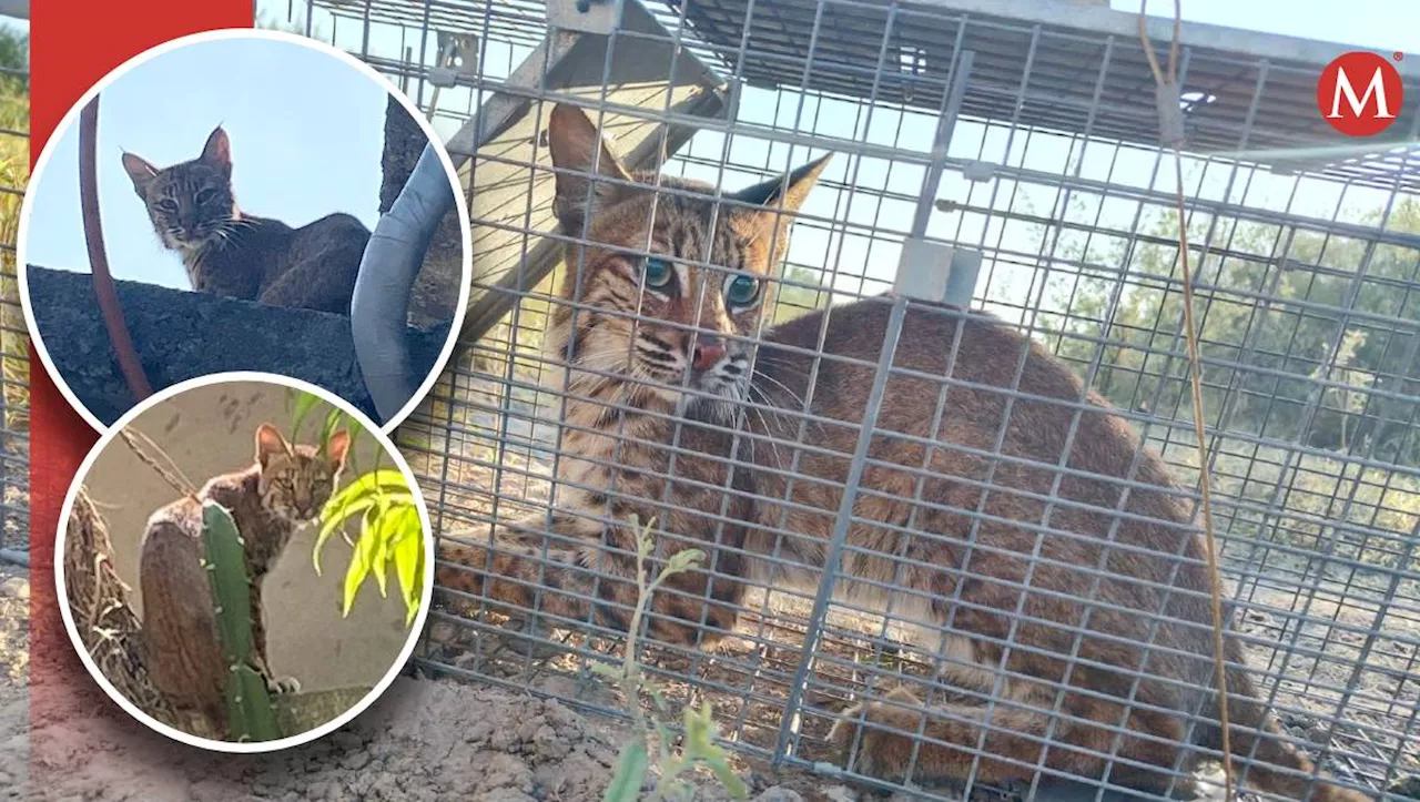 Lince ingresa casa de familia en Reynosa; piden ayuda para capturarlo