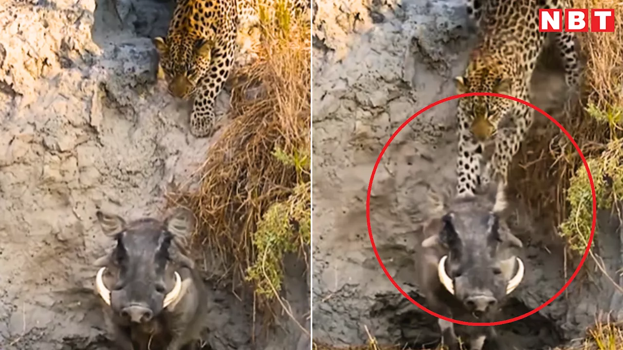 Leopard Attack Video: मौत बनकर जंगली सूअर के सिर पर खड़ा हुआ तेंदुआ, शिकार करने का ऐसा तरीका पहले नहीं देखा होगा!