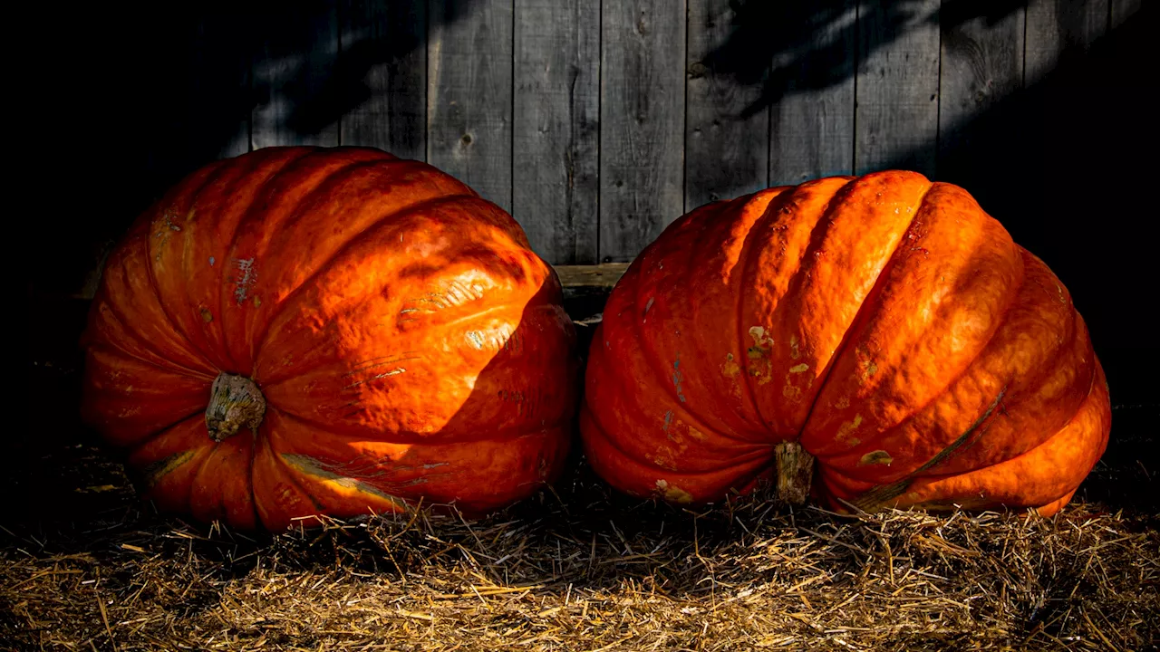 Seriously sizable pumpkins to go on hefty display in Half Moon Bay