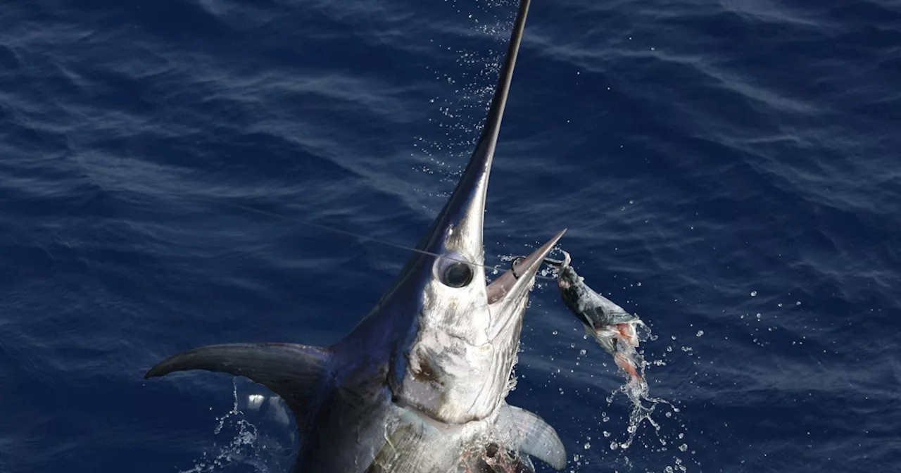 Surfer dies after reportedly being impaled by swordfish