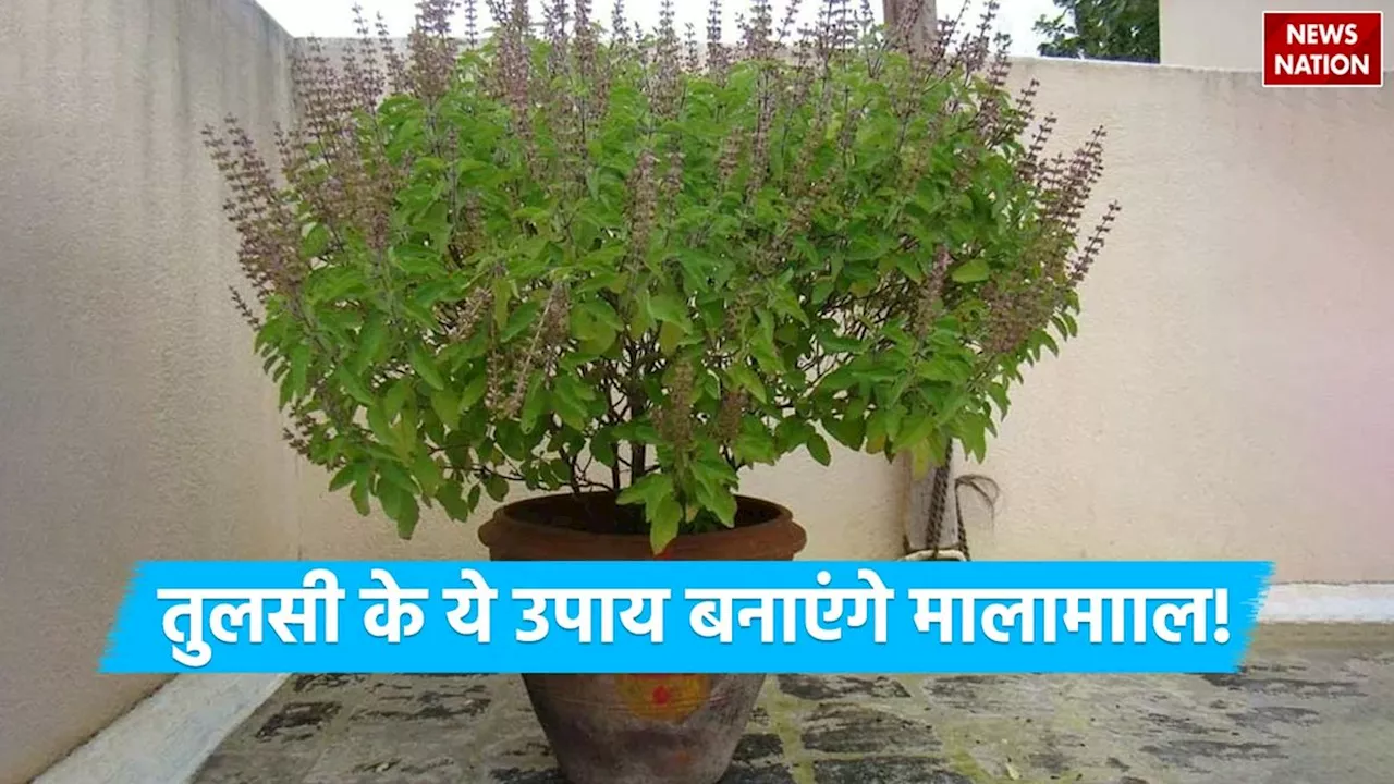 Rama Ekadashi Tulsi Upay: रमा एकादशी के दिन करें ये 3 उपाय, हर तरह का आर्थिक संकट हो जाएगा दूर