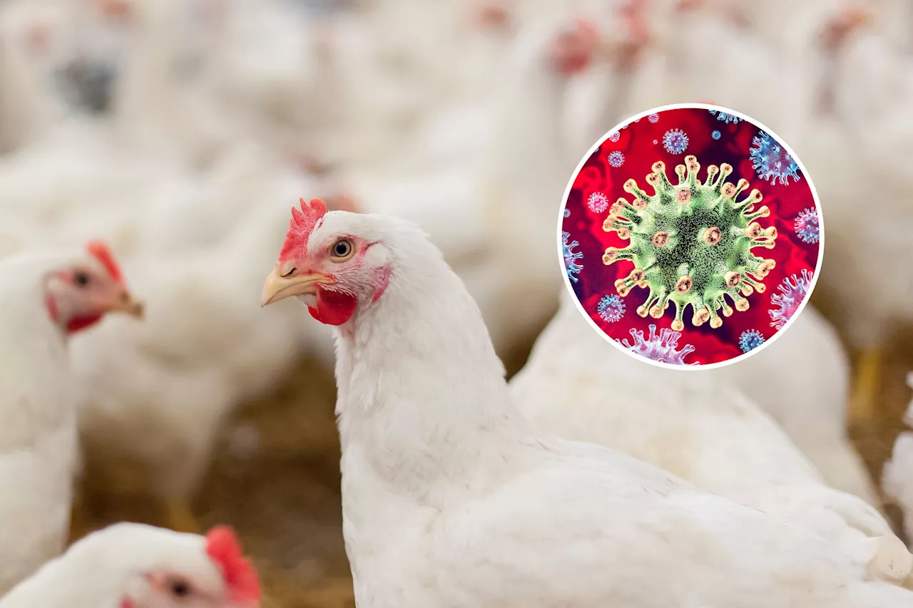 Bird Flu Update as Virus Suspected in Four Washington Farmers