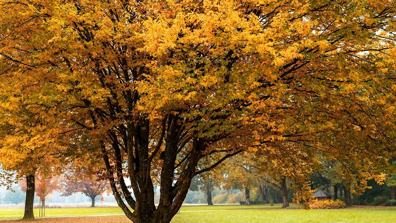 Wechselhaftes Wetter droht: Kommt jetzt der goldene Oktober - oder nur trübe Regenwolken?