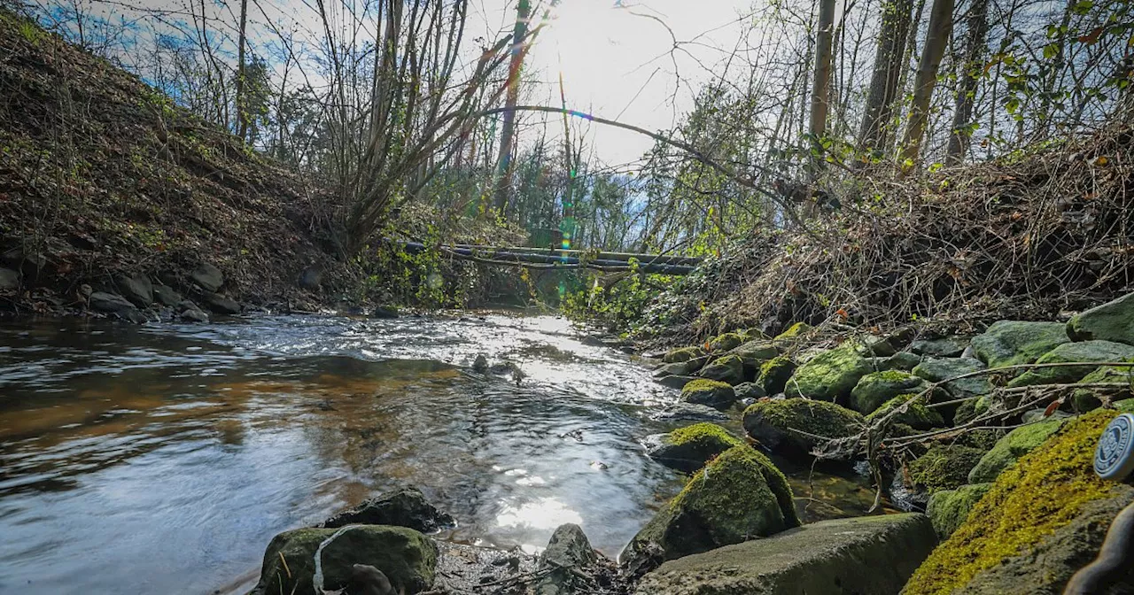 Gefährliches Gift in Bielefelder Bach: Hohe Belastung gemessen