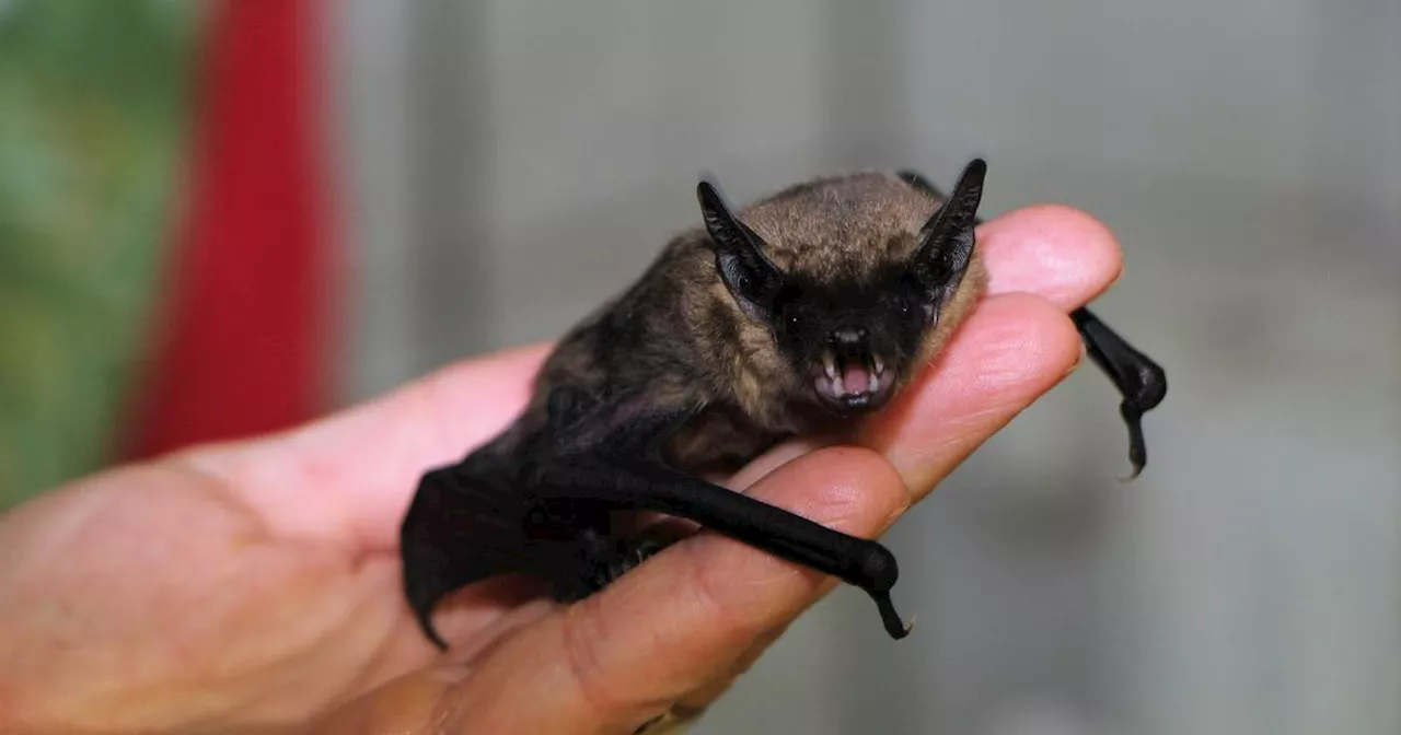 Karlsruher Zoo: Frau klaut versehentlich eine Fledermaus